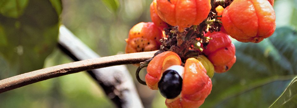 Guarana-Früchte, die zum Teil reif sind und sich geöffnet haben.  