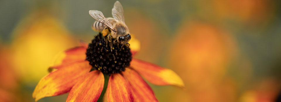 Eine Biene auf einer Blume.