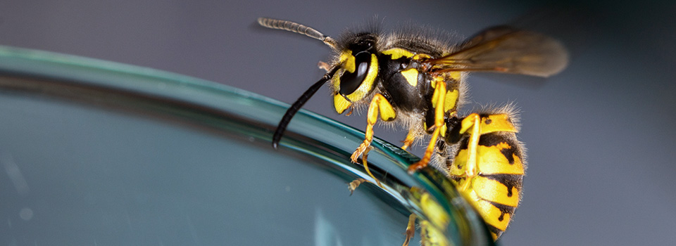 Eine Wespe sitzt auf dem Rand eines Glases.