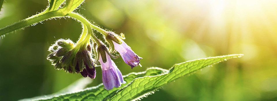 Die violetten Blüten der Beinwell-Pflanze.